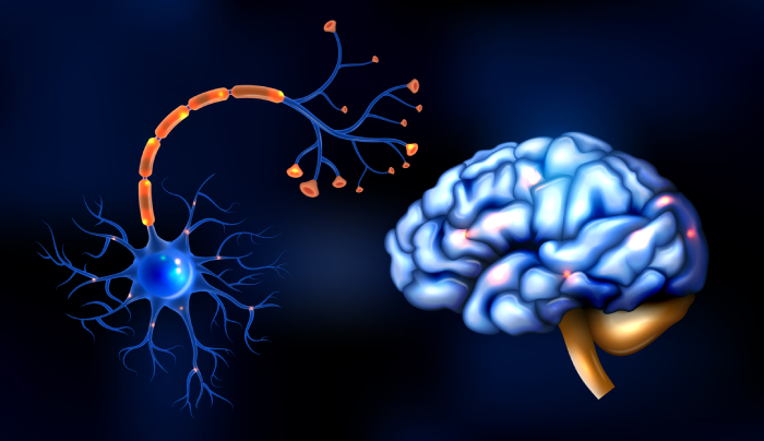 Acetyl L Carnitine vs L Carnitine 101: The Ultimate Showdown in Supplement Town - Illustrations 3 - Acetyl L Carnitine