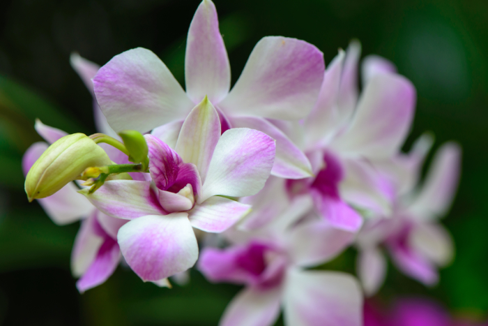 Dendrobium & mullein