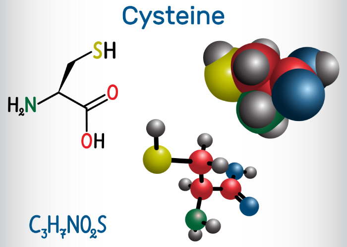 Vitamin D and L-Cysteine Synergy: A Breakthrough in Bioavailability and Inflammation Reduction