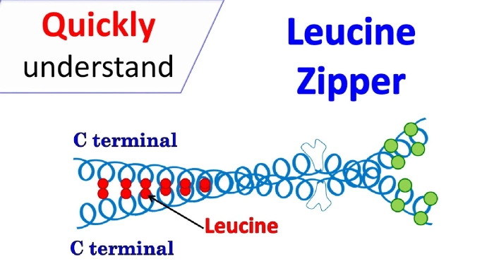 The Lowdown on Leucine Rich Repeat Neuronal Protein 1: Your Brain's Secret Weapon? - Illustrations 2 - Leucine Rich 2