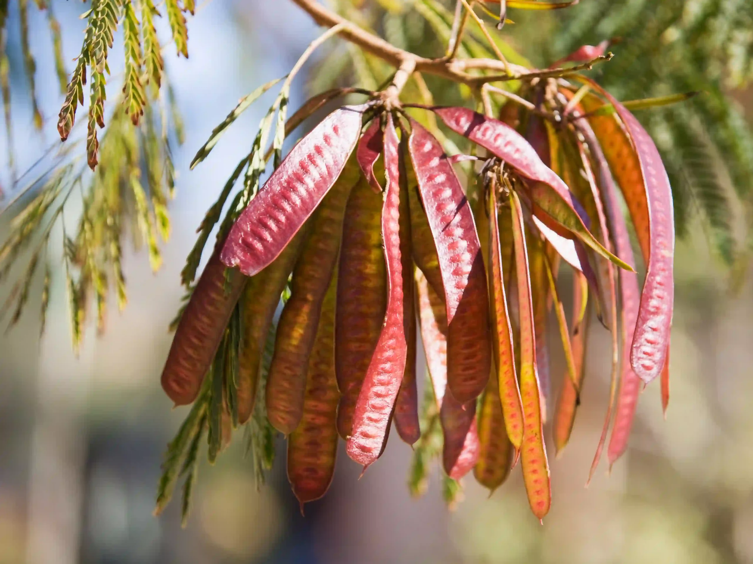 Acacia Catechu 1