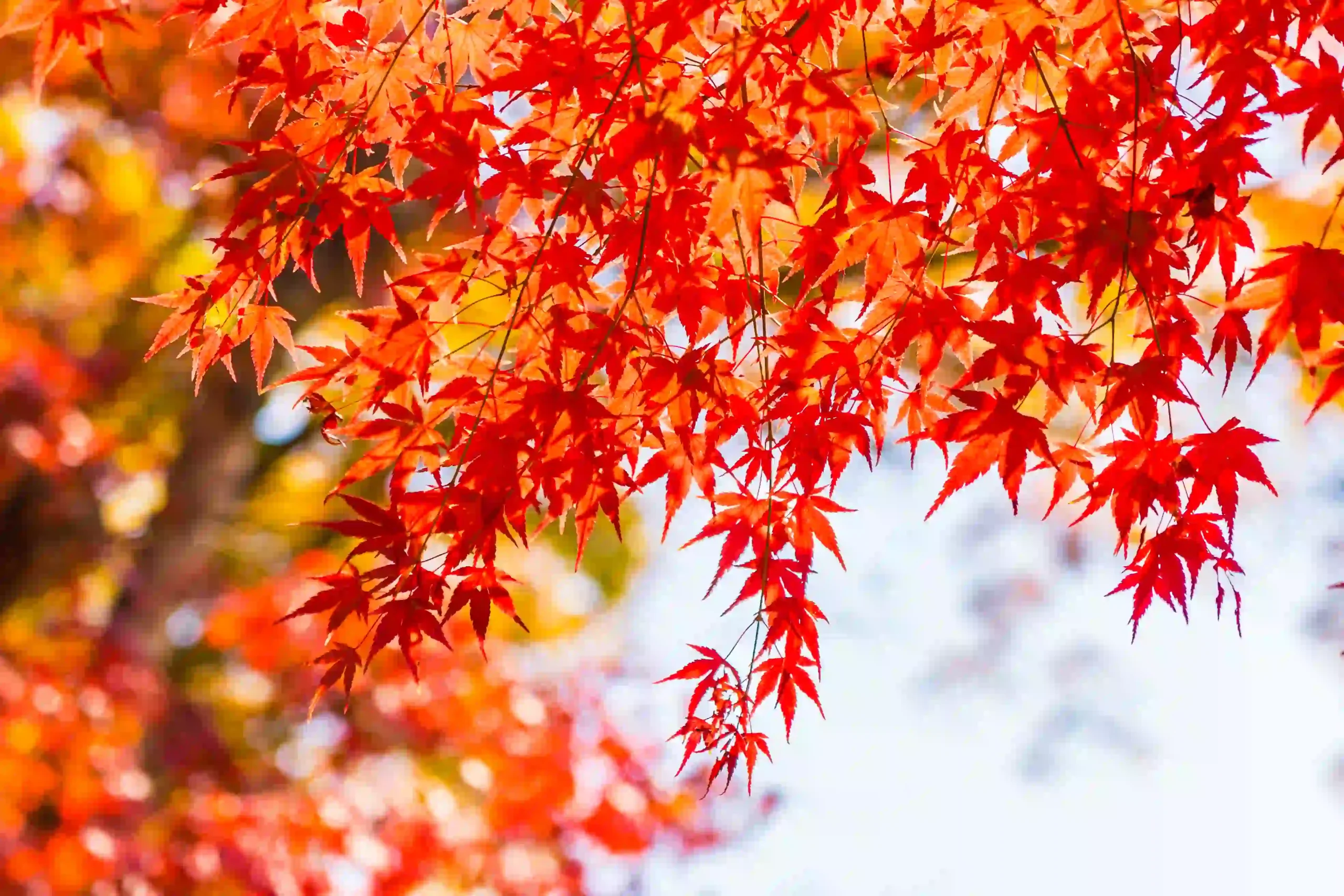 Acer Truncatum 1