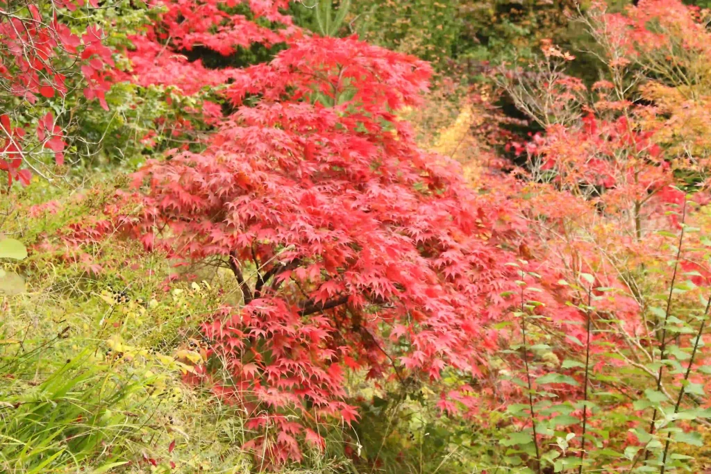 Acer Truncatum 2