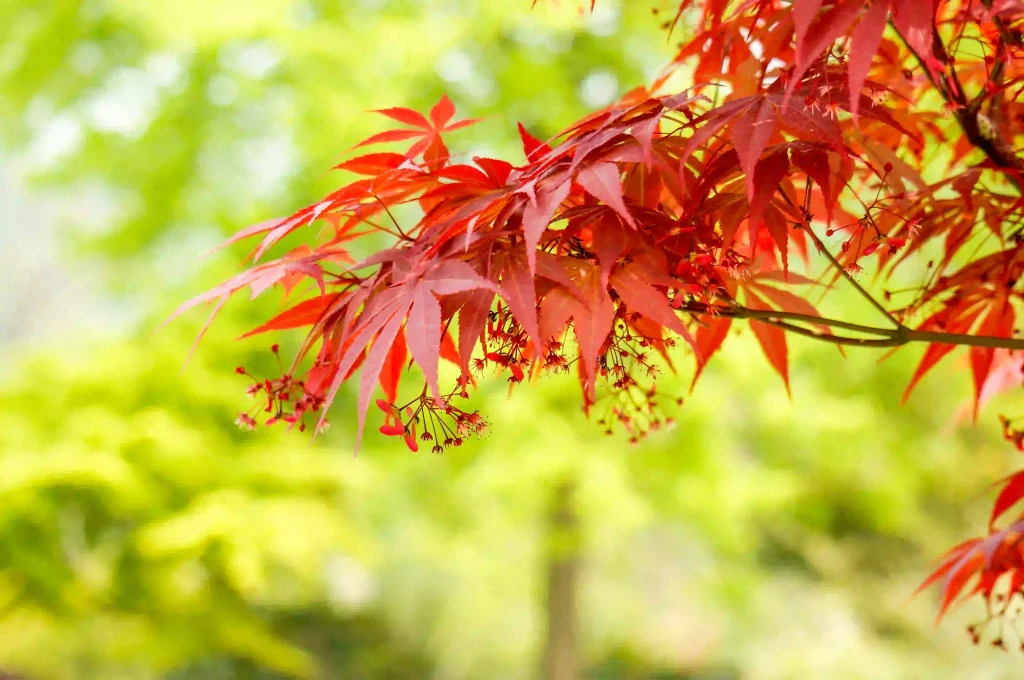 Acer Truncatum 3