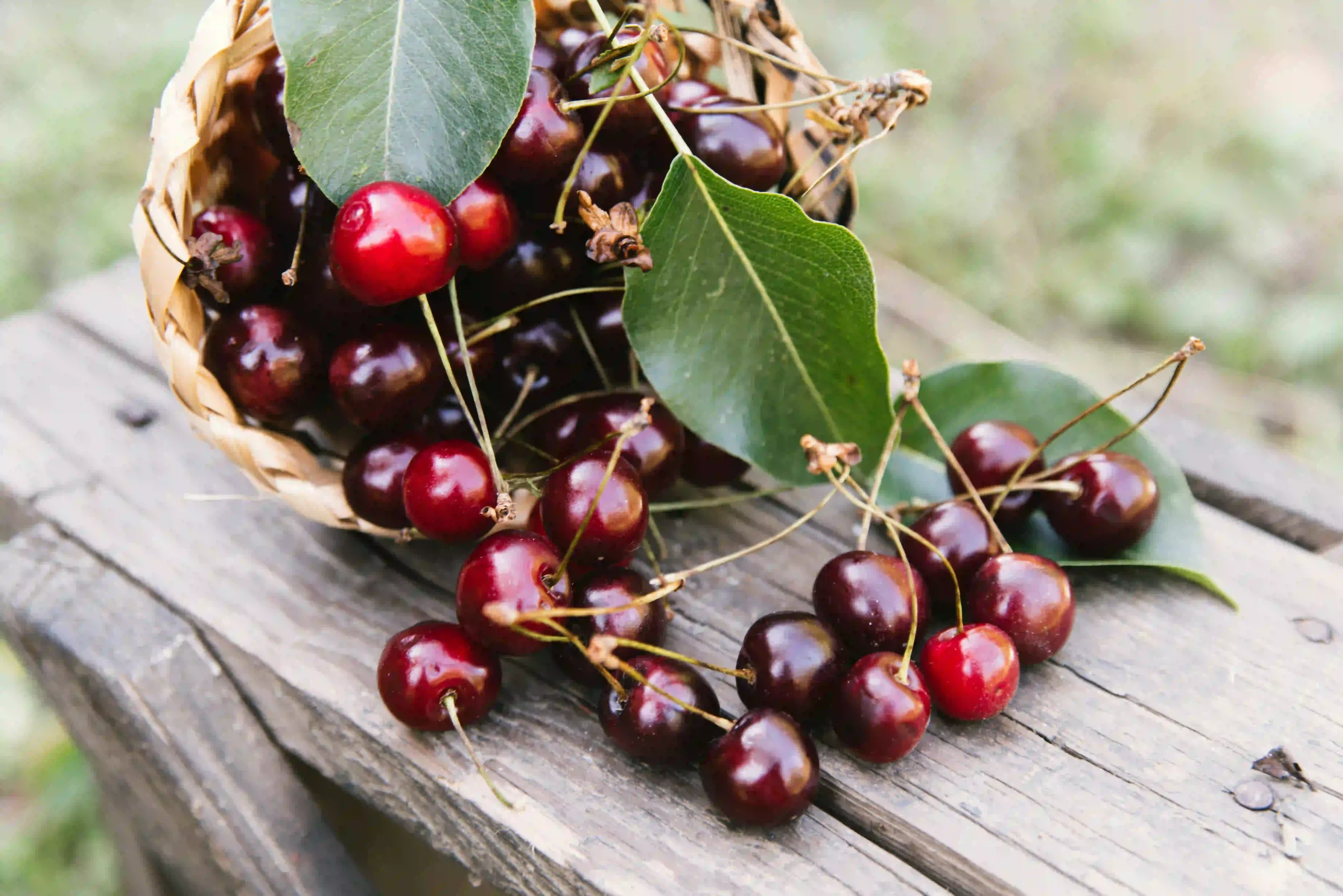 Acerola Cherry Plant 1