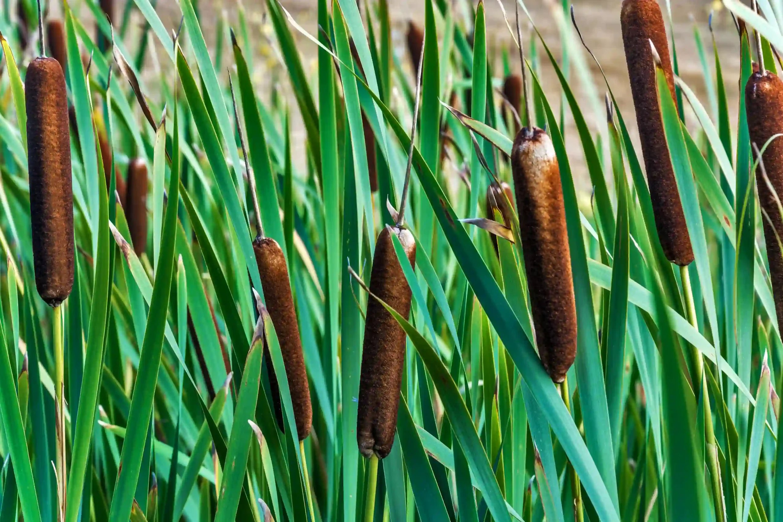 Acorus Calamus 1