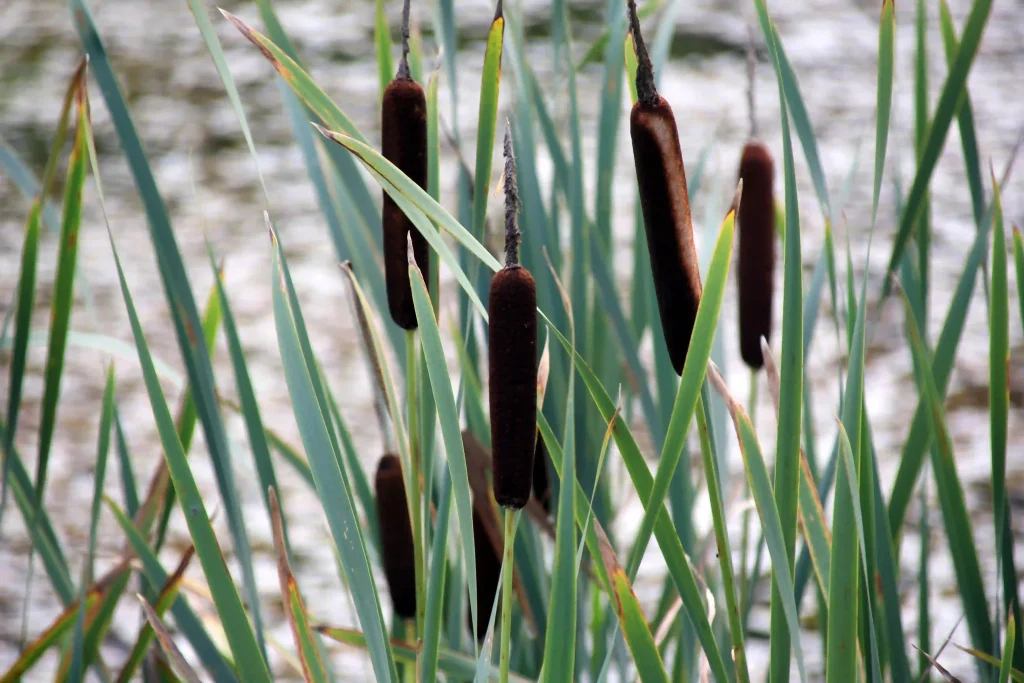 Acorus Calamus 2