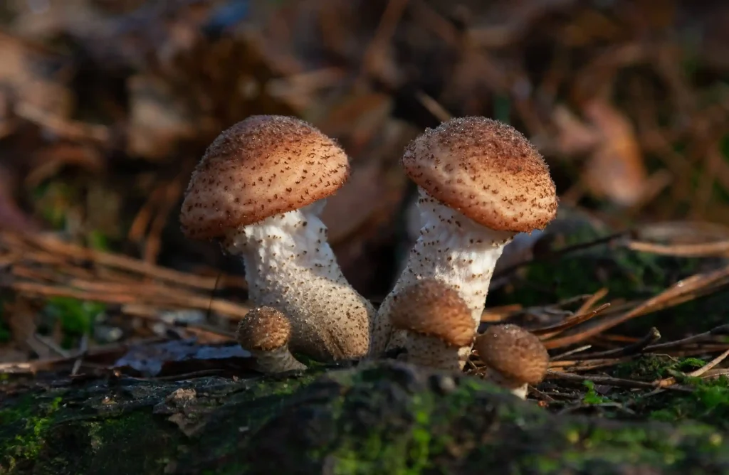 Agaricus Blazei Murill 3