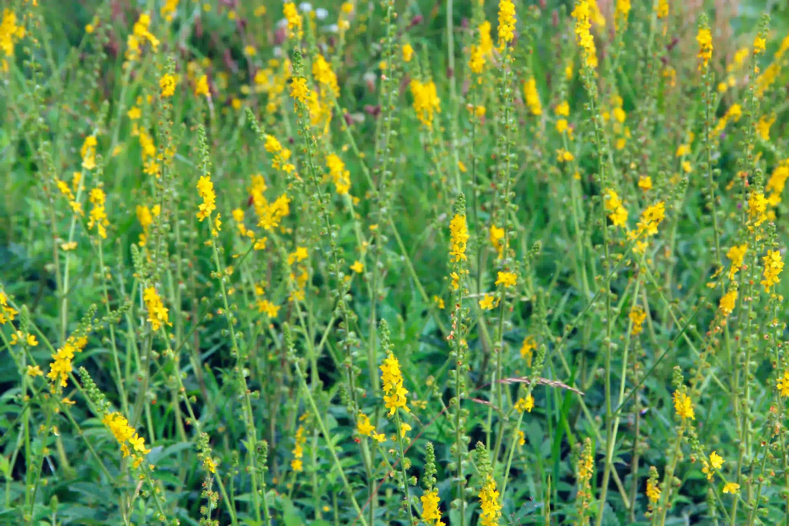 Agrimony 1