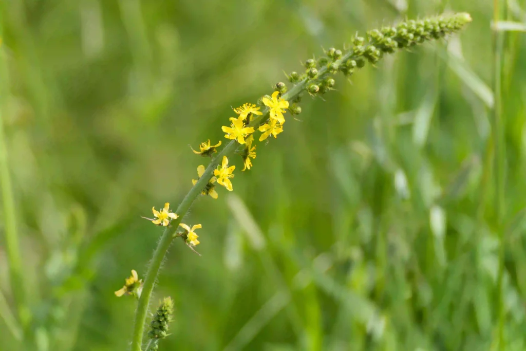 Agrimony 2