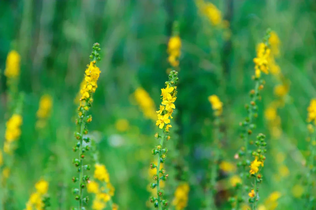 Agrimony 3