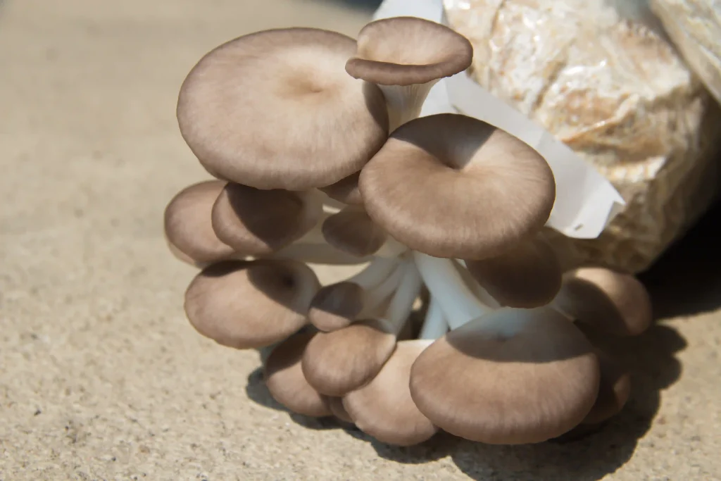 Agrocybe Cylindracea 3