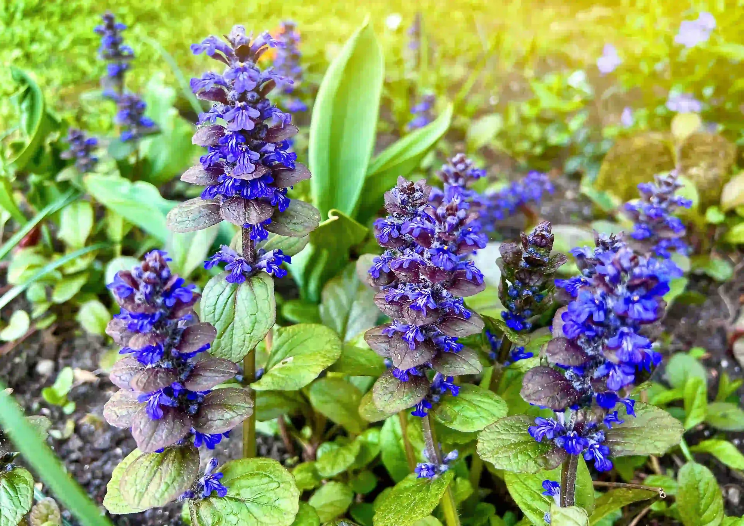 Ajuga 1