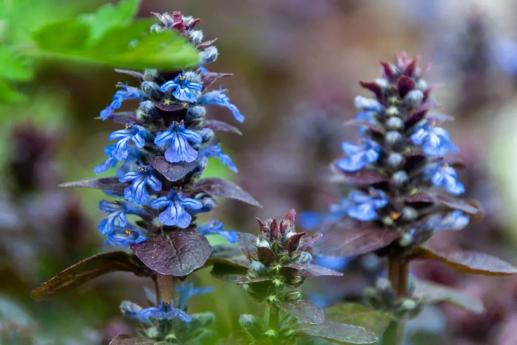 Ajuga 2