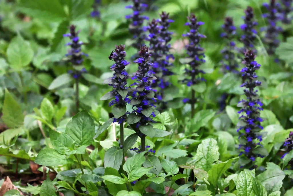 Ajuga 3