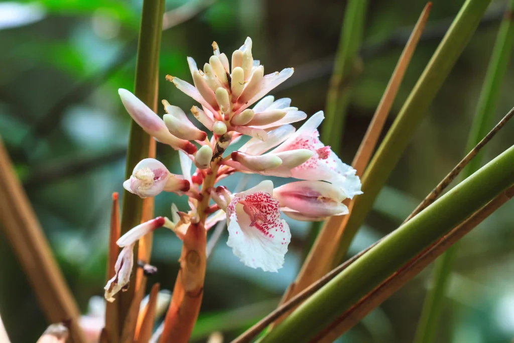 Alpinia officinarum 2