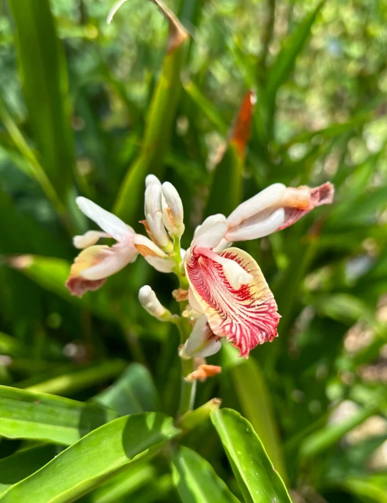 Alpinia officinarum 3