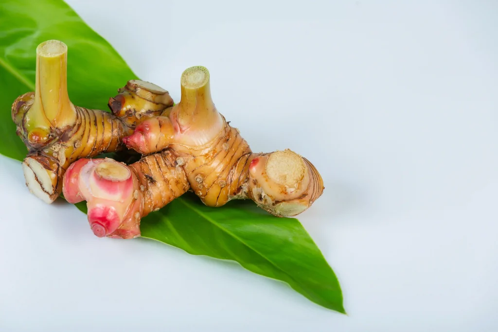 Alpinia officinarum 4