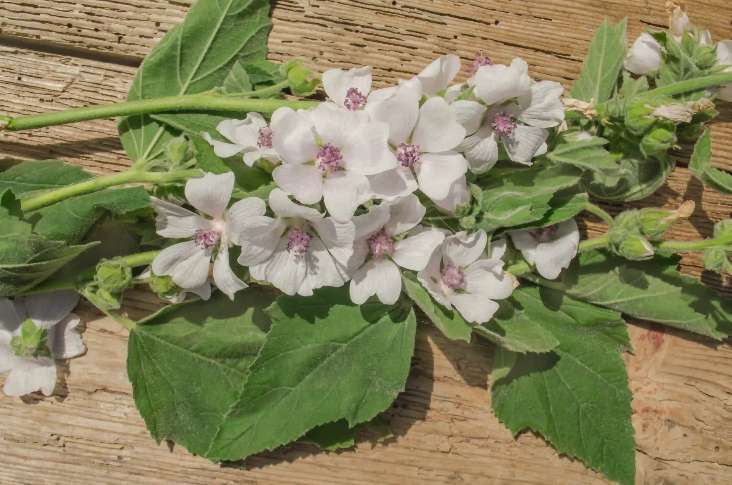 Althaea Officinalis 1