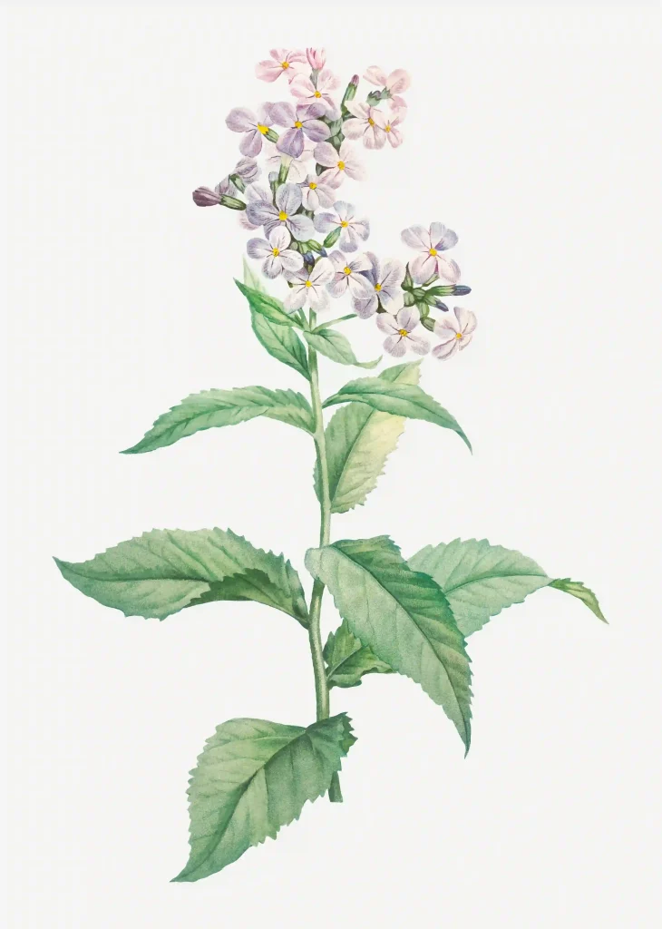 Althaea Officinalis 2