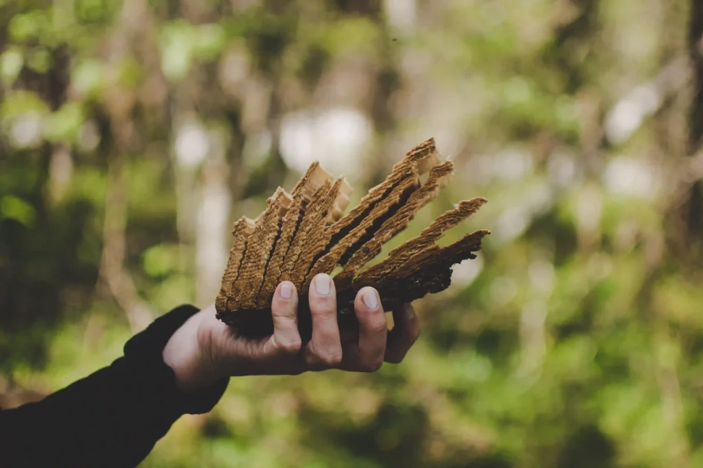 Amur Cork Tree Bark 1