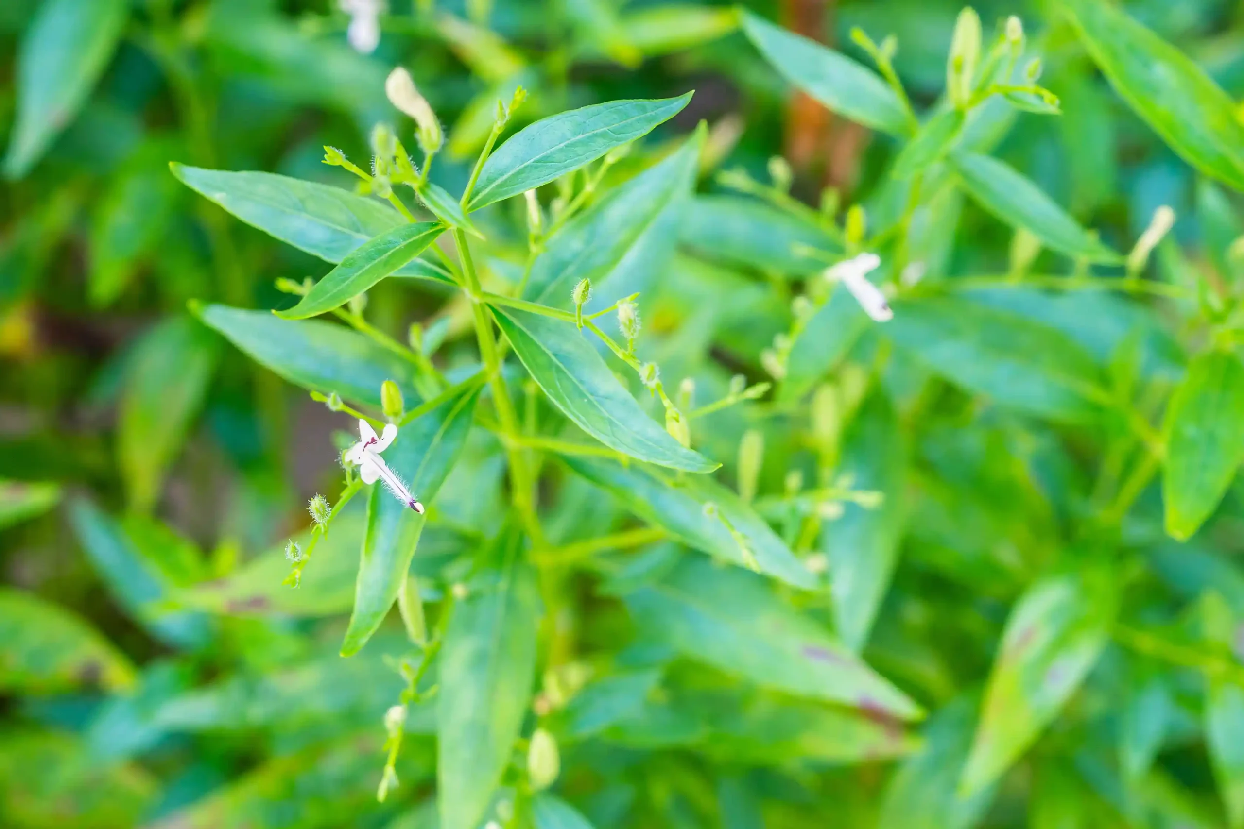 Andrographis Paniculata 2