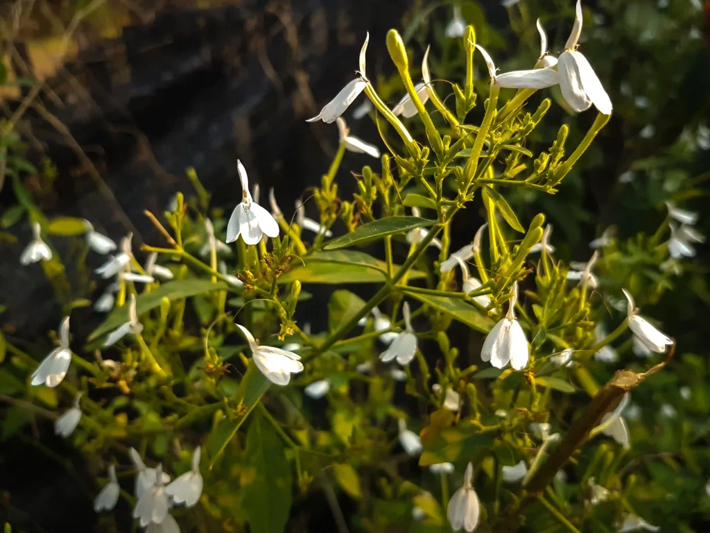 Andrographis Paniculata 3