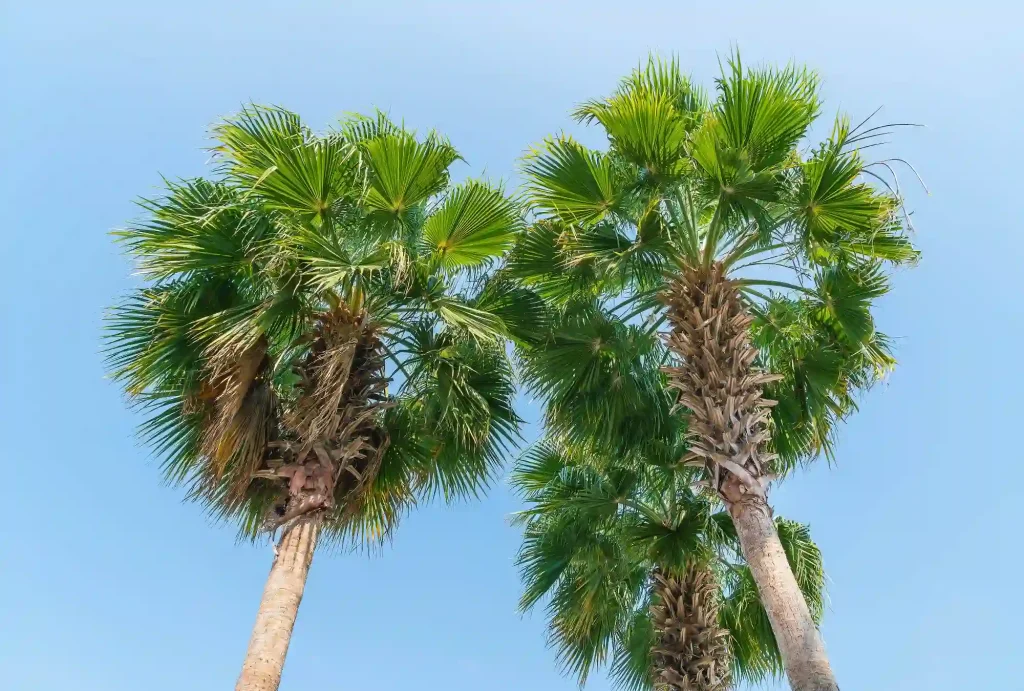 Asian Palmyra Palm 2