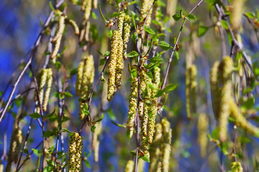 Aspen Flower 3