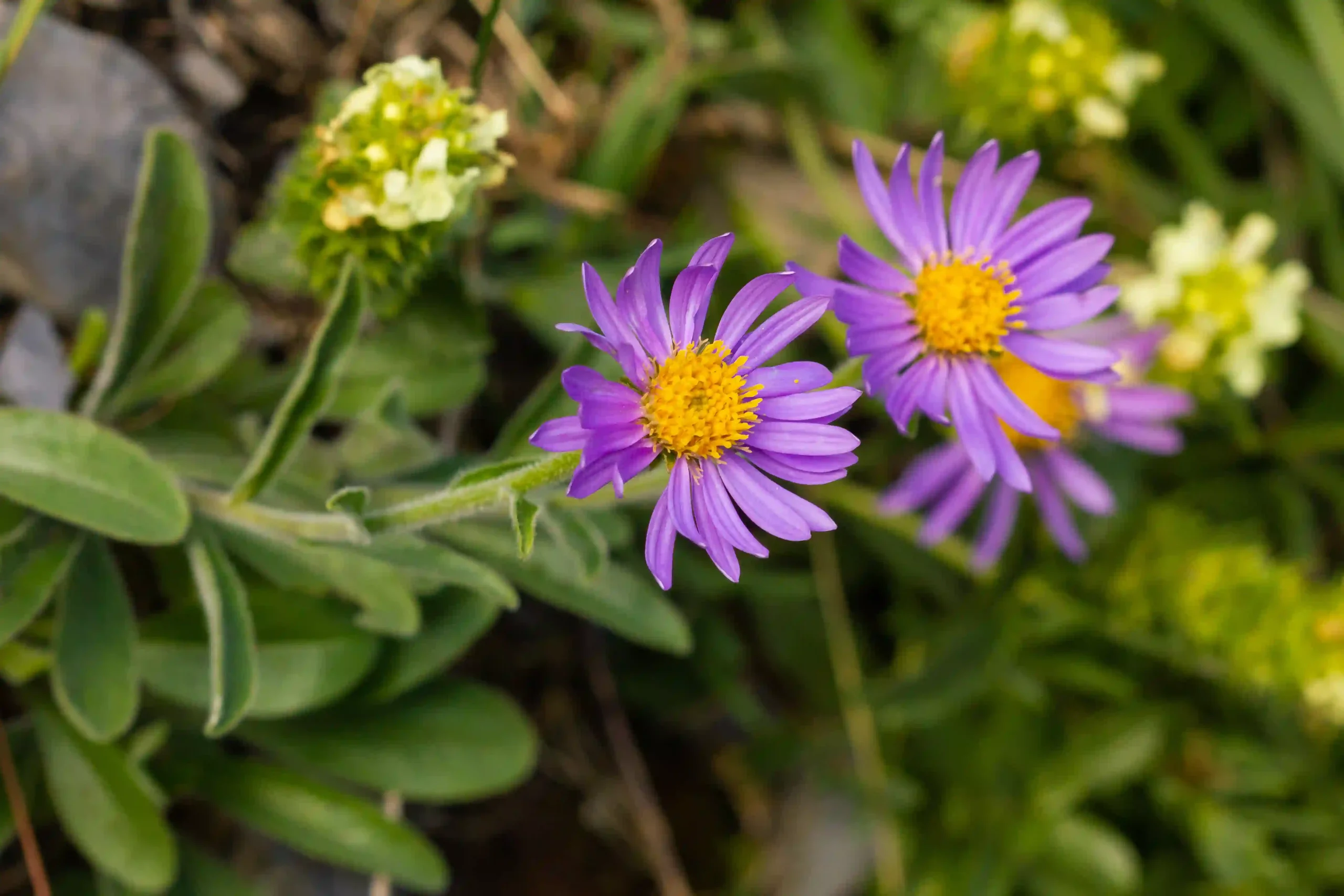 Aster Flower 1