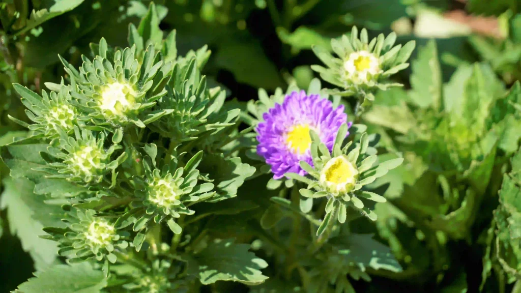 Aster Flower 2