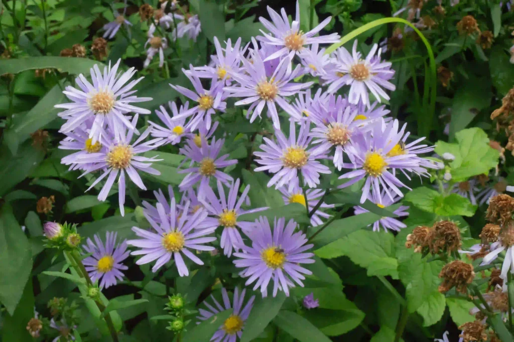 Aster Flower 3