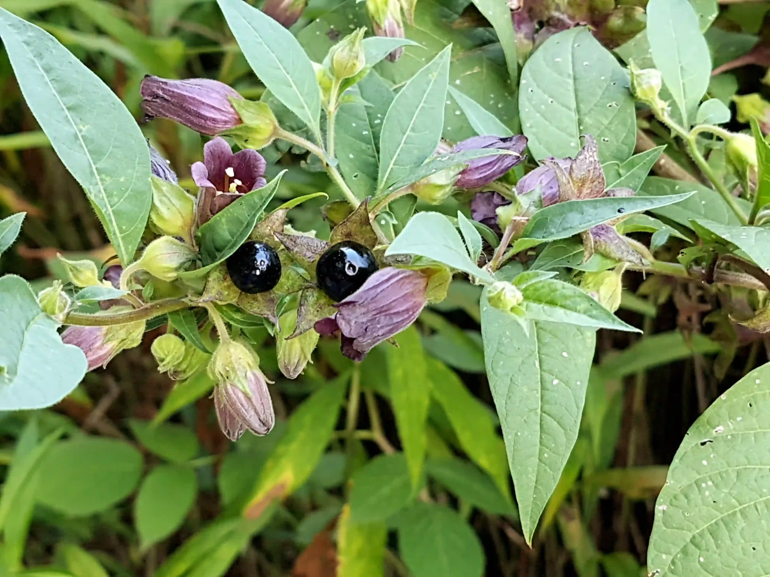 Atropa Belladonna 1