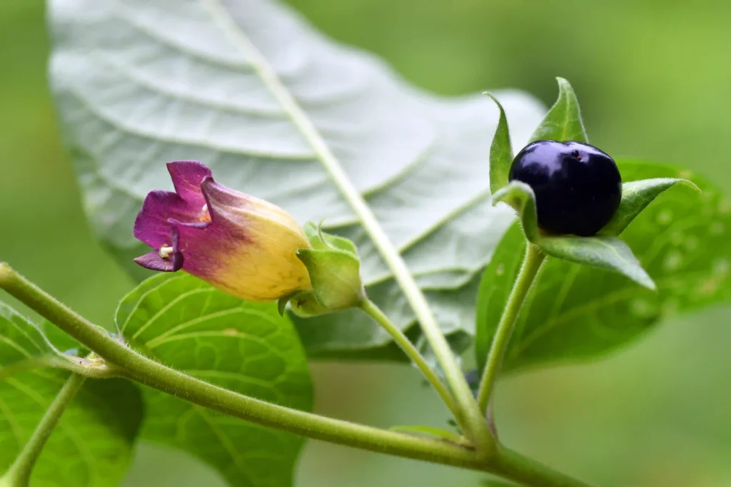 Atropa Belladonna 2