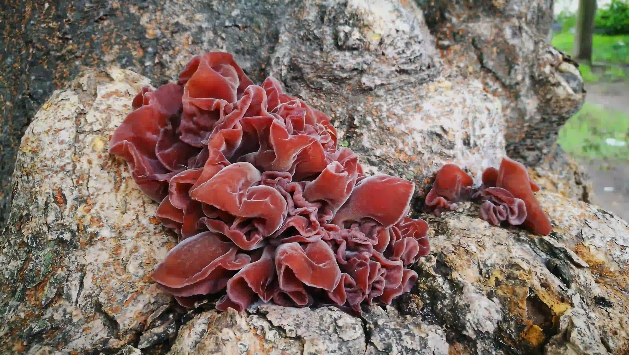 Auricularia Auricula 1