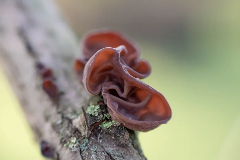 Auricularia Auricula 3