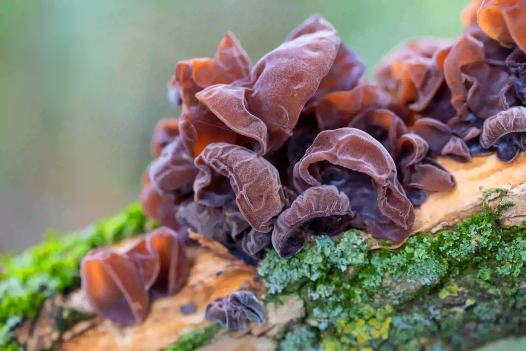 Auricularia Auricula 4