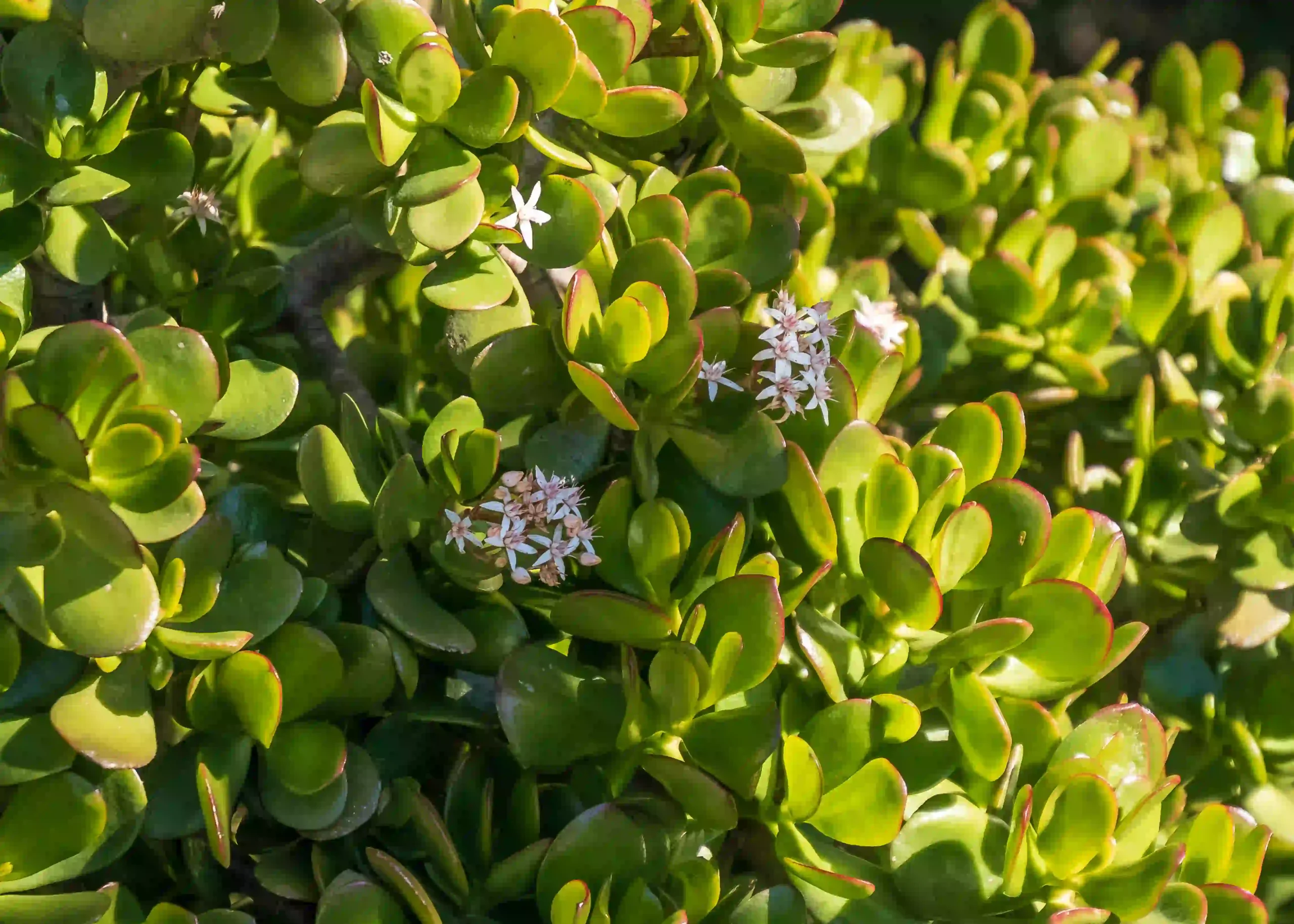 Bacopa Monnieri 1