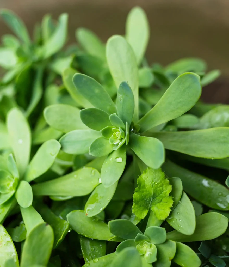 Bacopa Monnieri 2