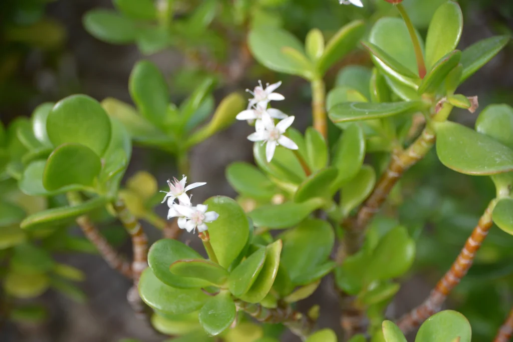 Bacopa Monnieri 3