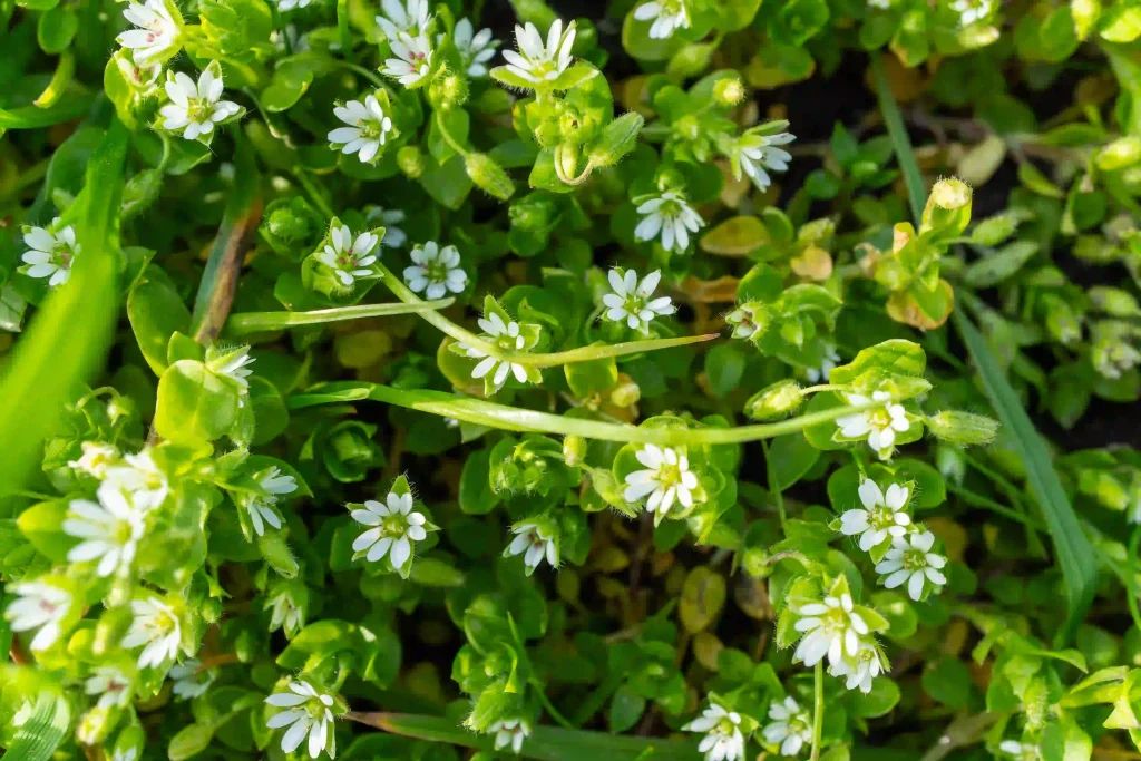 Bacopa Monnieri Extract 3