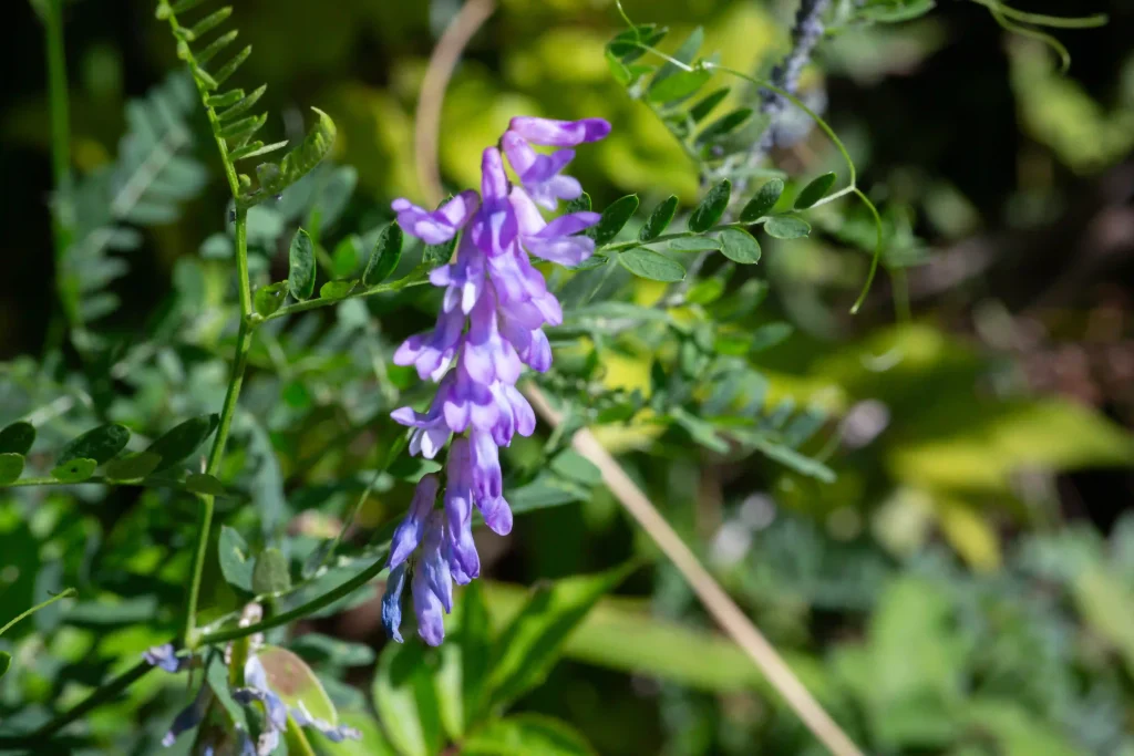 Baikal Skullcap 2