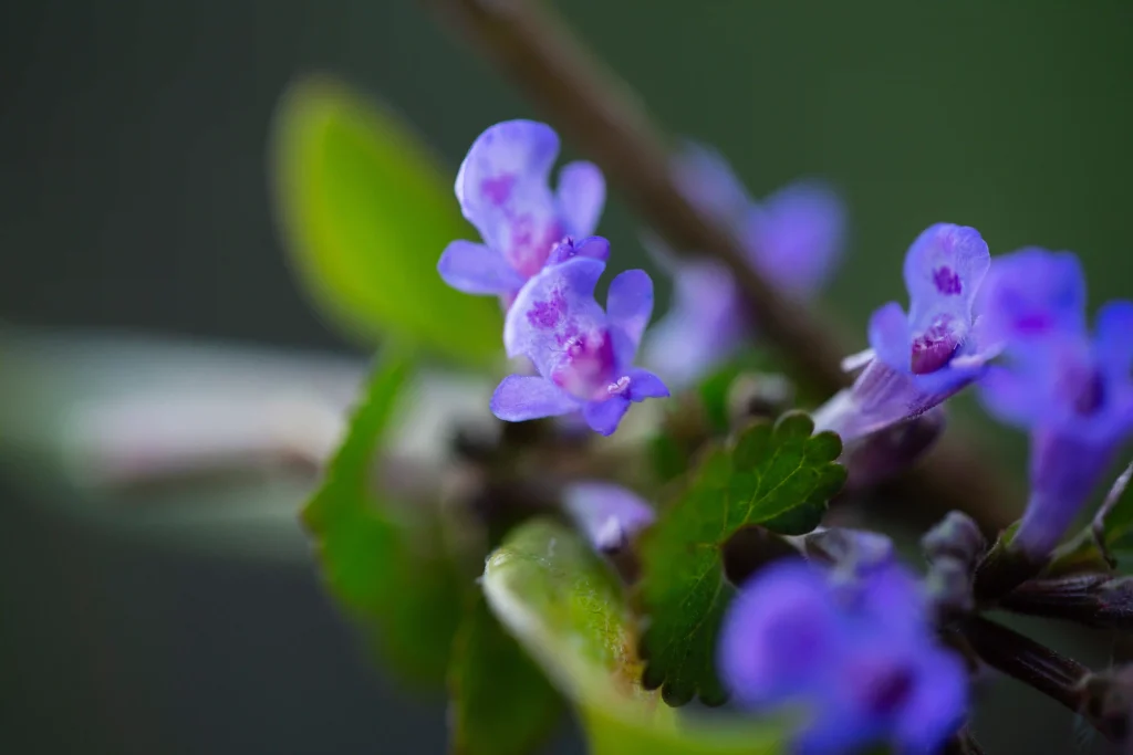 Baikal Skullcap 3