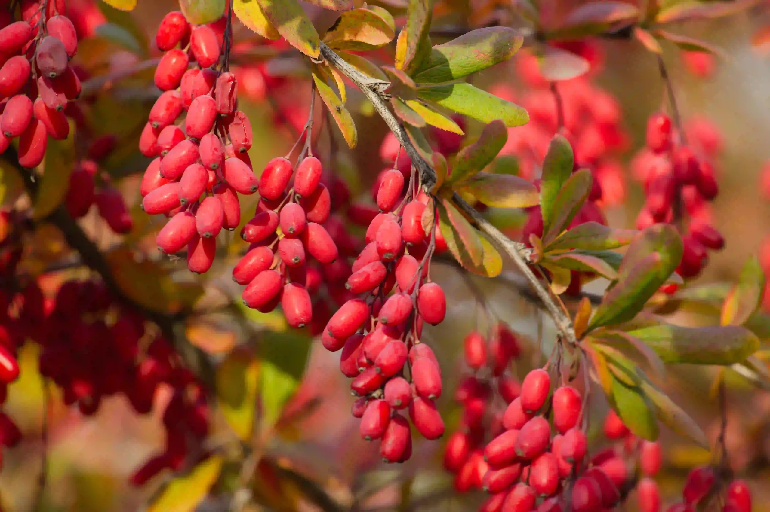 Barberry Extract 1