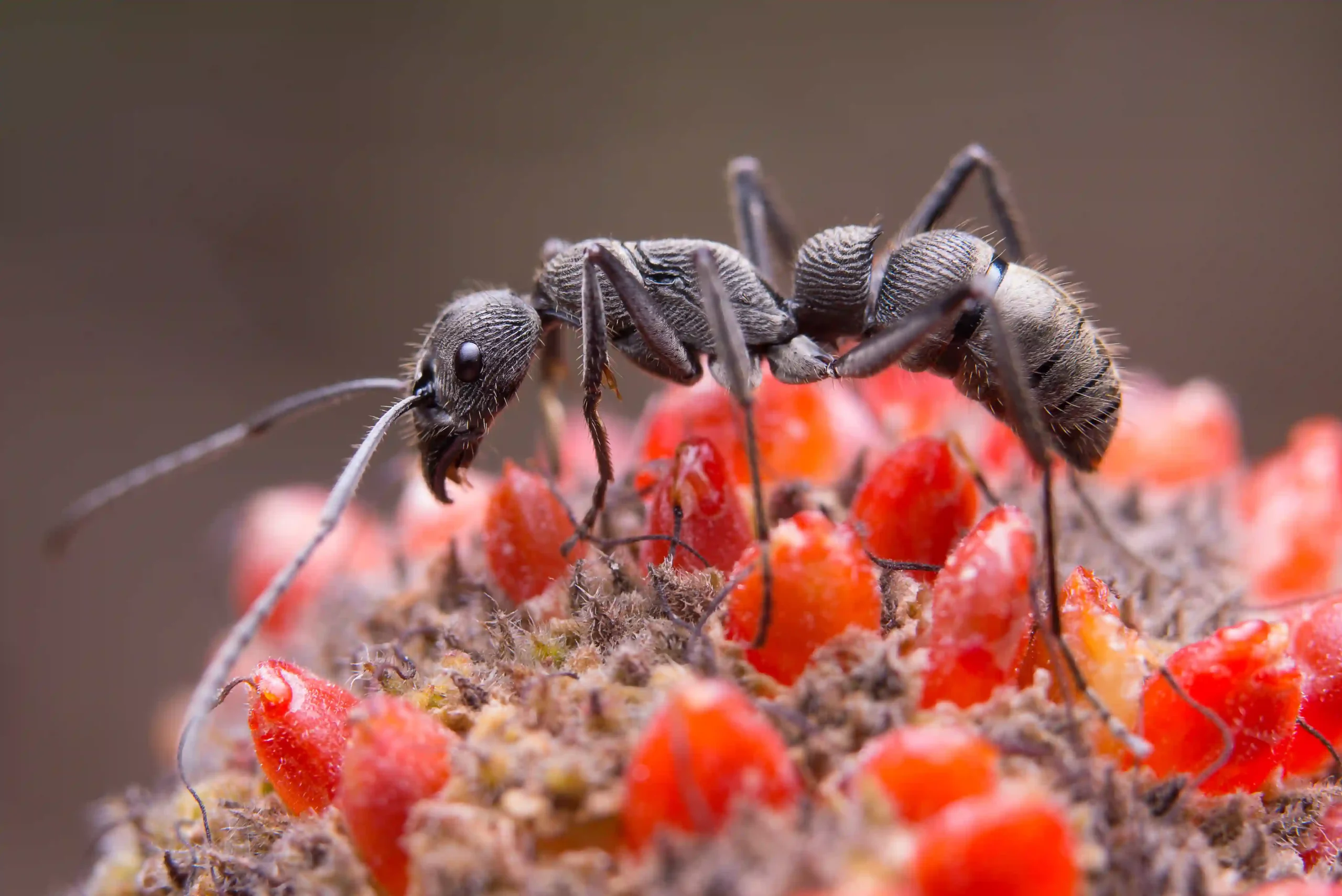 Black Ant Powder 1