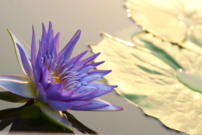 Blue Lotus 2