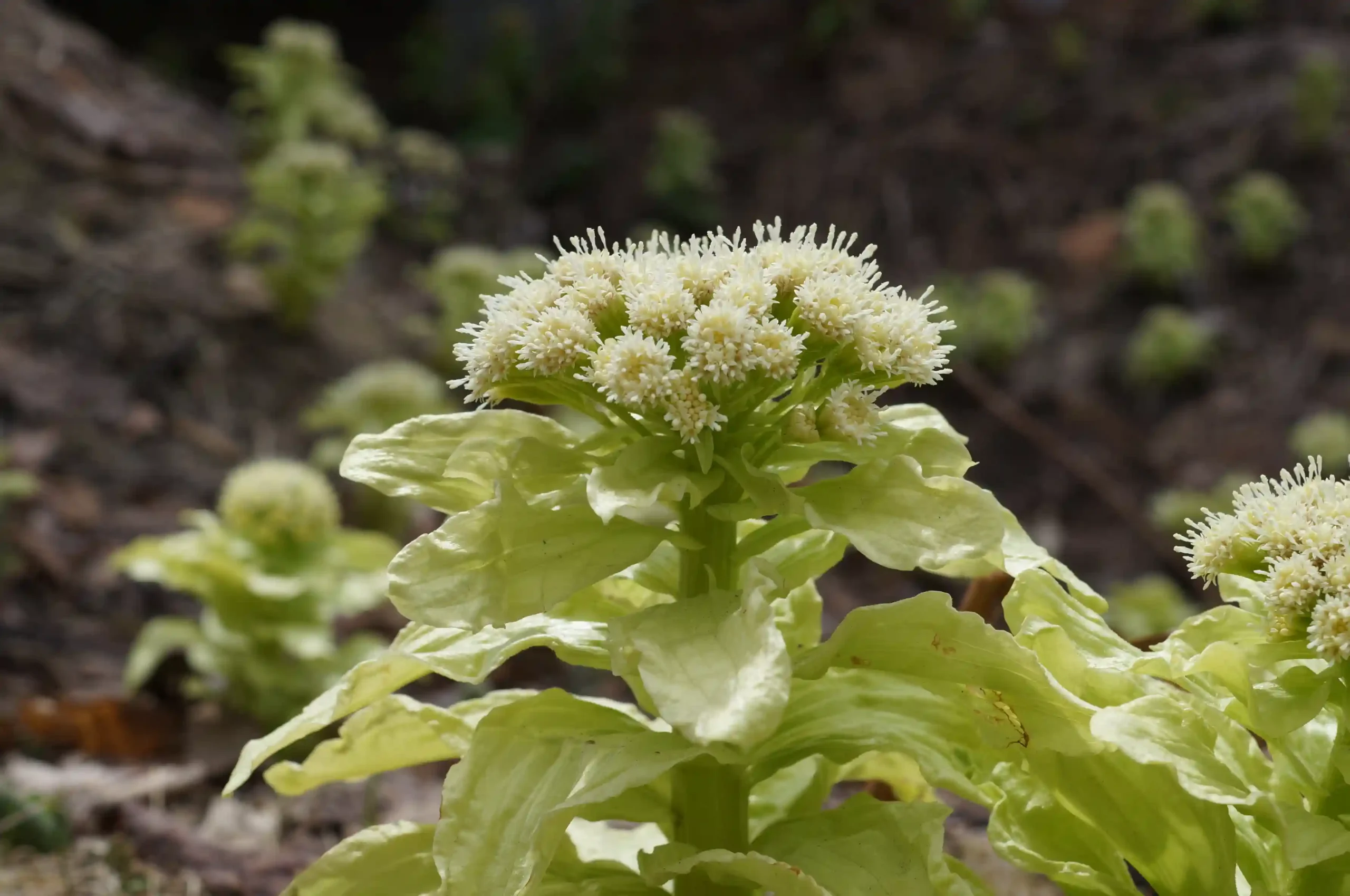 Butterbur Extract 1