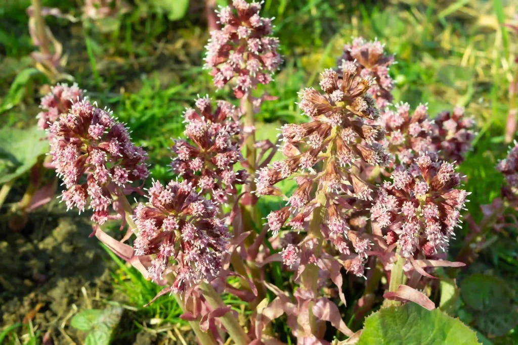 Butterbur Extract 2