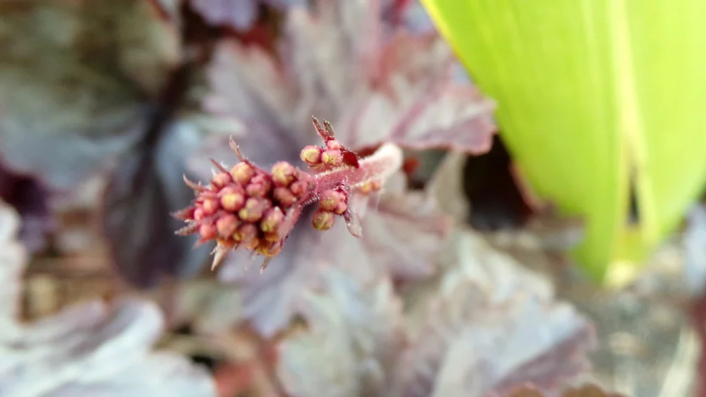 Butterbur Extract 3