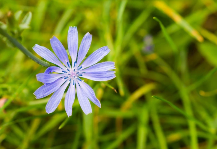 Chicory Inulin Powder